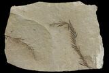 Dawn Redwood (Metasequoia) Fossils - Montana #142572-1